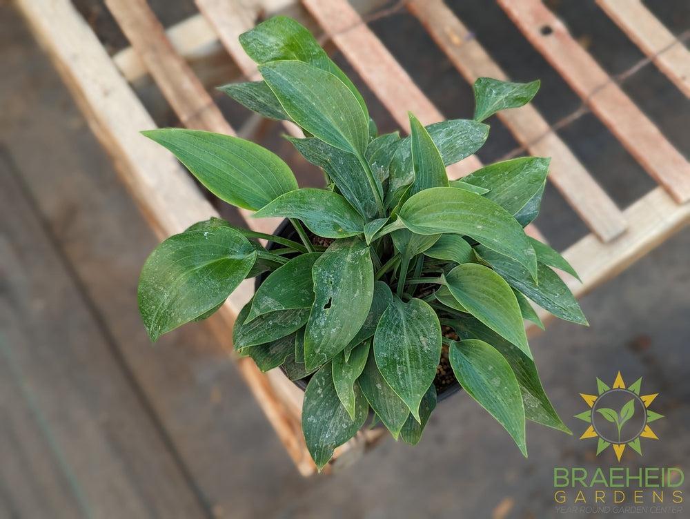 Canadian Blue Hosta - NO SHIP -