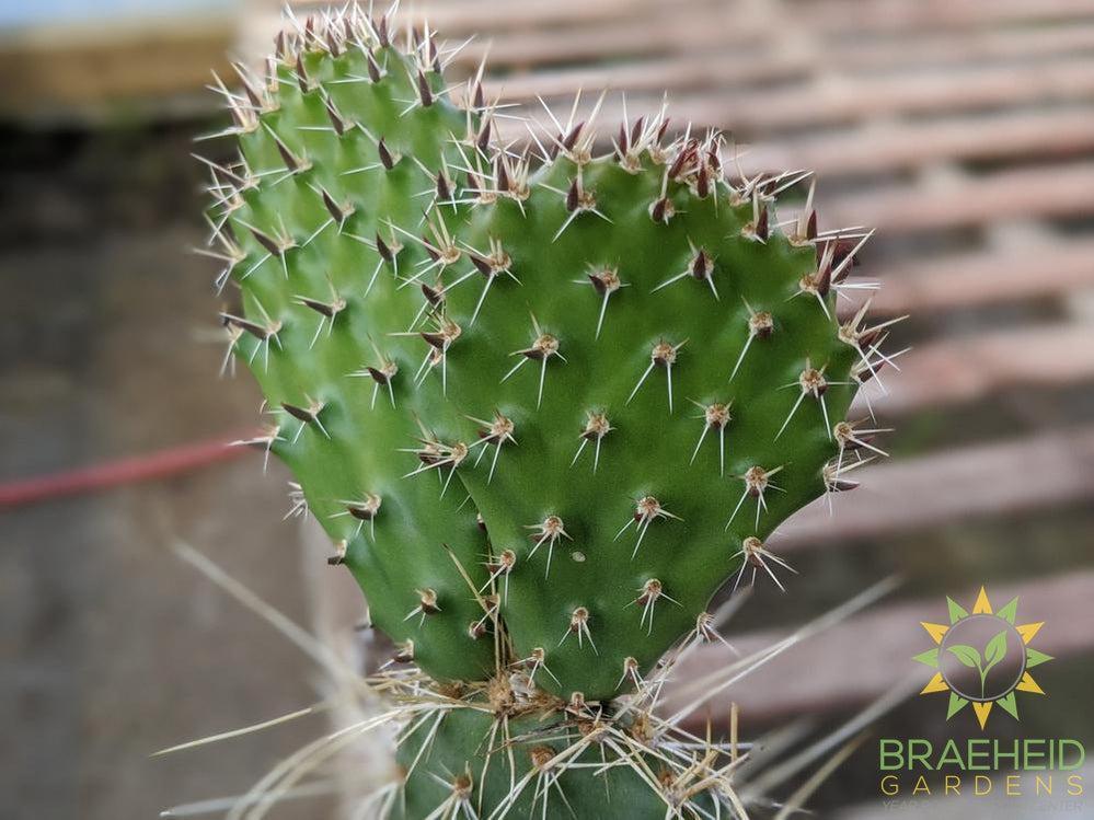 Opuntia Polycantha 'Vermon Pink' - Cold Hardy