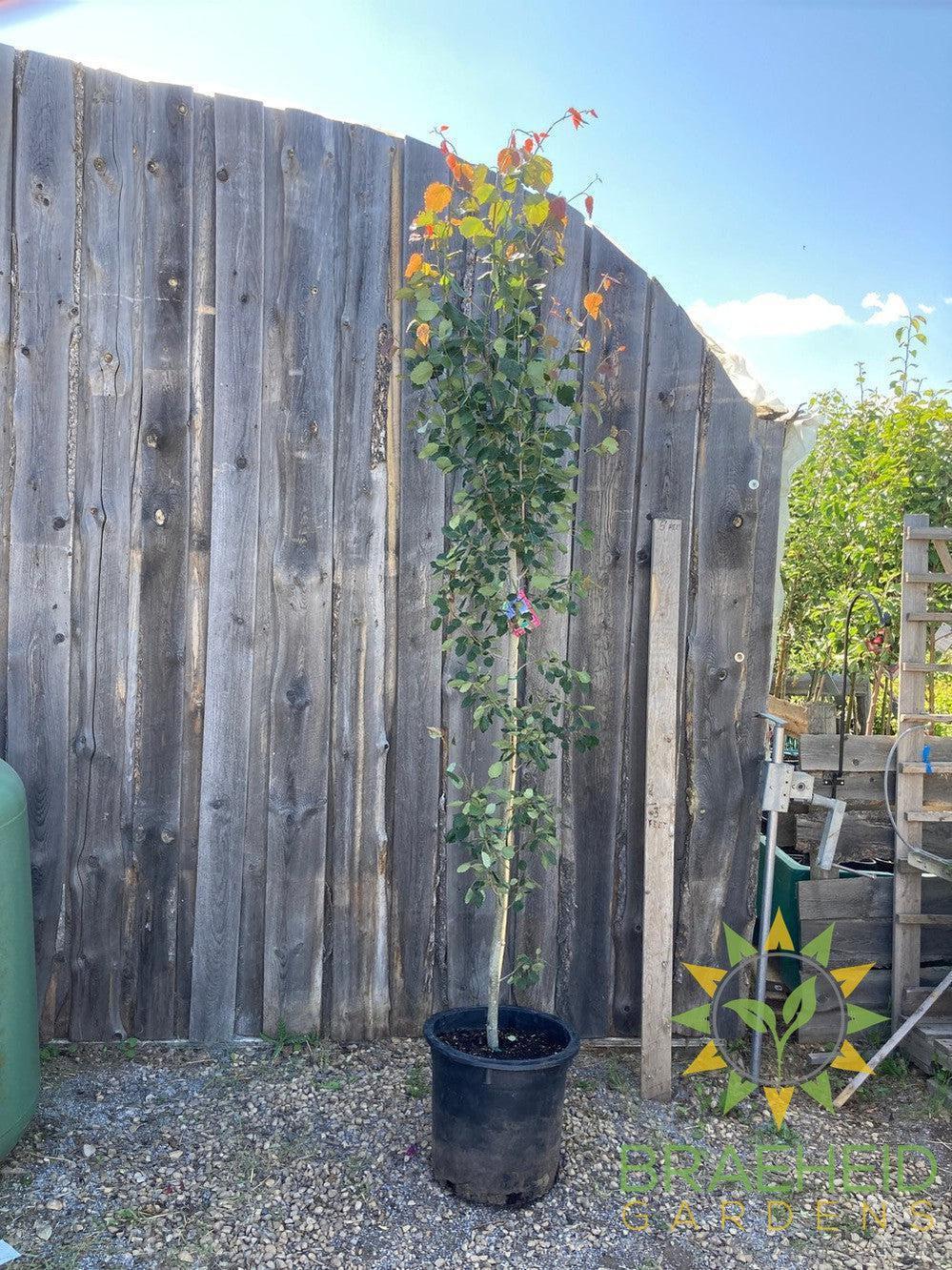 Swedish Columnar Aspen- Tree for sale, Grown in Grande Prairie -Braeheid Gardens Ltd. on Emerson Trail