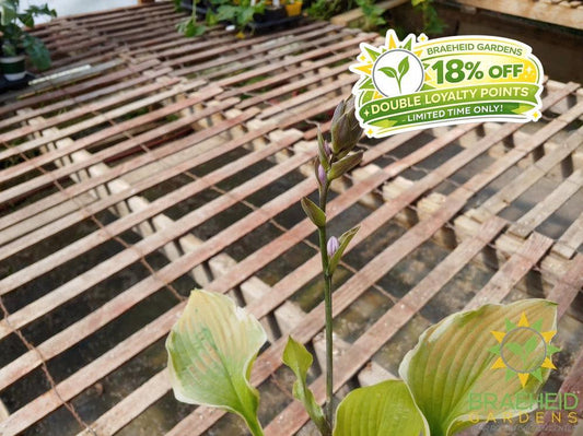 Hosta 'Sunshine Glory' -NO SHIP -