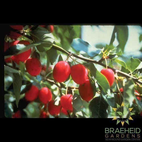 Edible Dolgo Crabapple- Tree for sale, Grown in Grande Prairie -Braeheid Gardens Ltd. on Emerson Trail