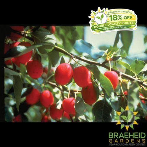 Edible Dolgo Crabapple- Tree for sale, Grown in Grande Prairie -Braeheid Gardens Ltd. on Emerson Trail
