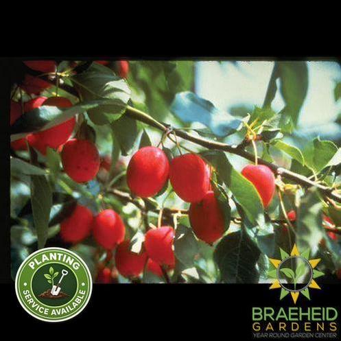 Edible Dolgo Crabapple- Tree for sale, Grown in Grande Prairie -Braeheid Gardens Ltd. on Emerson Trail