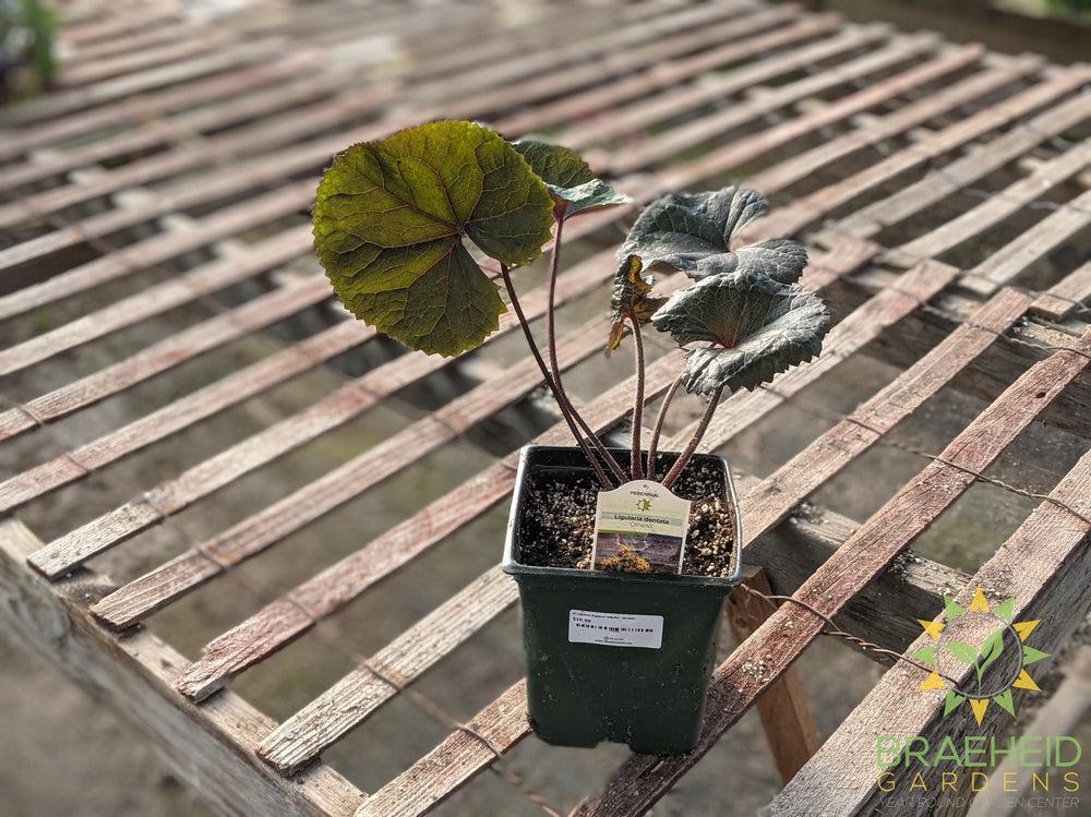 Ligularia Ragwort 'Othello' - NO SHIP -