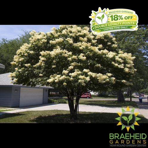Snowdance™ Japanese Tree Lilac- Tree for sale, Grown in Grande Prairie -Braeheid Gardens Ltd. on Emerson Trail