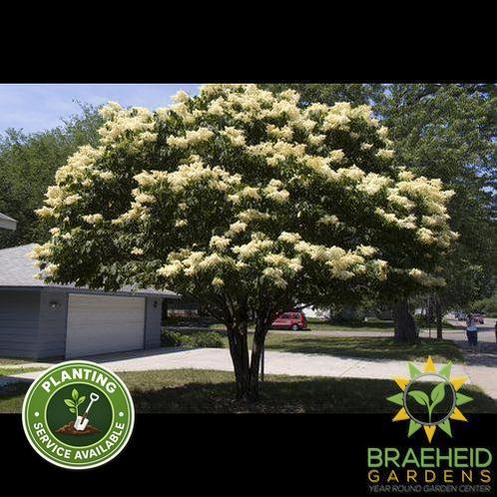 Snowdance™ Japanese Tree Lilac- Tree for sale, Grown in Grande Prairie -Braeheid Gardens Ltd. on Emerson Trail