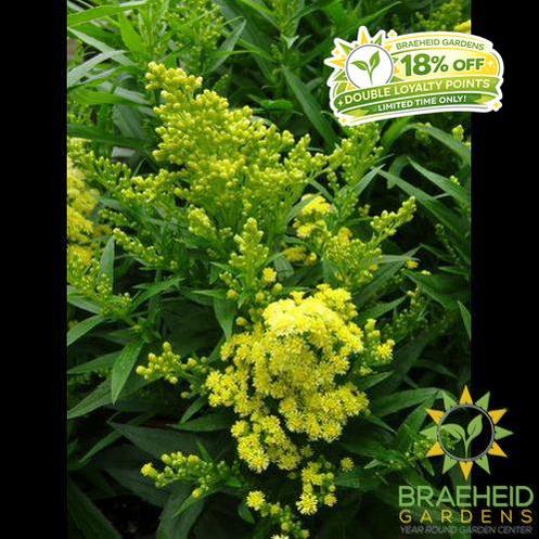 Little Lemon Goldenrod - NO SHIP