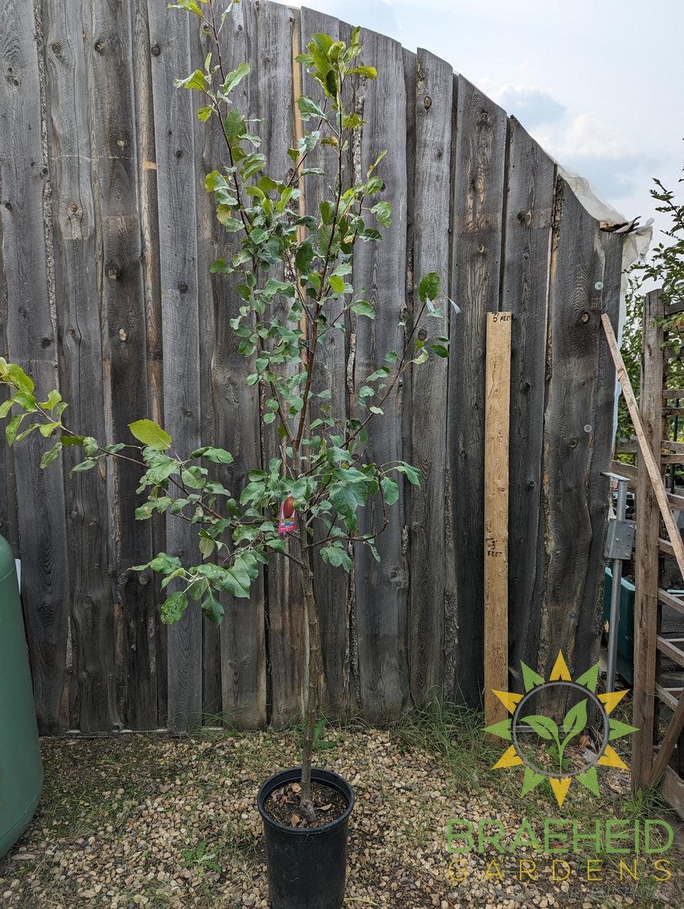 Harcourt Apple- Tree for sale, Grown in Grande Prairie -Braeheid Gardens Ltd. on Emerson Trail
