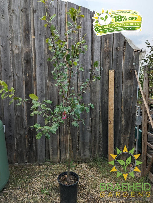 Harcourt Apple- Tree for sale, Grown in Grande Prairie -Braeheid Gardens Ltd. on Emerson Trail