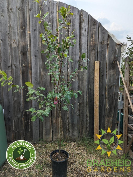 Harcourt Apple- Tree for sale, Grown in Grande Prairie -Braeheid Gardens Ltd. on Emerson Trail