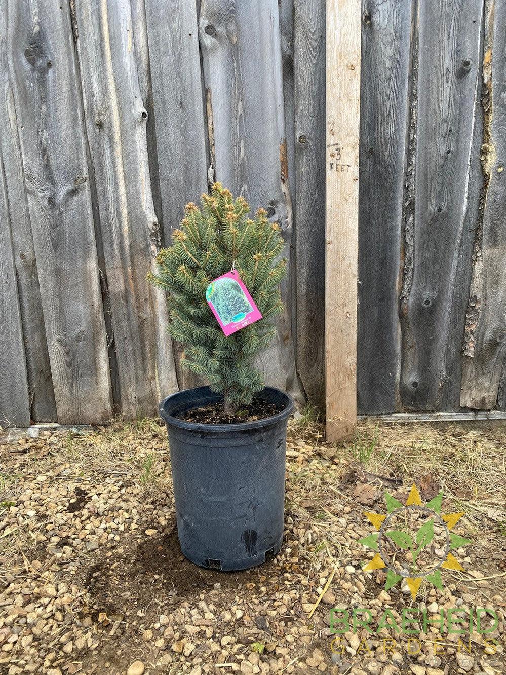 Meyer's Spruce- Tree for sale, Grown in Grande Prairie -Braeheid Gardens Ltd. on Emerson Trail