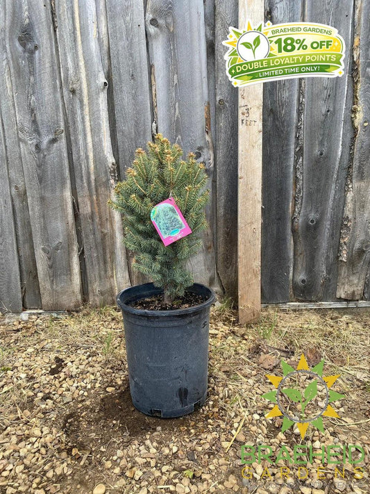 Meyer's Spruce- Tree for sale, Grown in Grande Prairie -Braeheid Gardens Ltd. on Emerson Trail