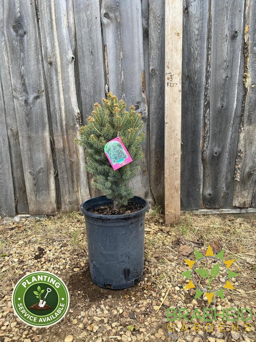 Meyer's Spruce- Tree for sale, Grown in Grande Prairie -Braeheid Gardens Ltd. on Emerson Trail
