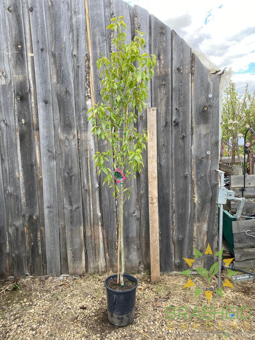 Polapoo Plant Paskapoo Poplar – Braeheid Gardens Ltd.