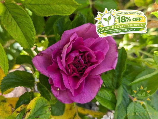 Hansa Rose