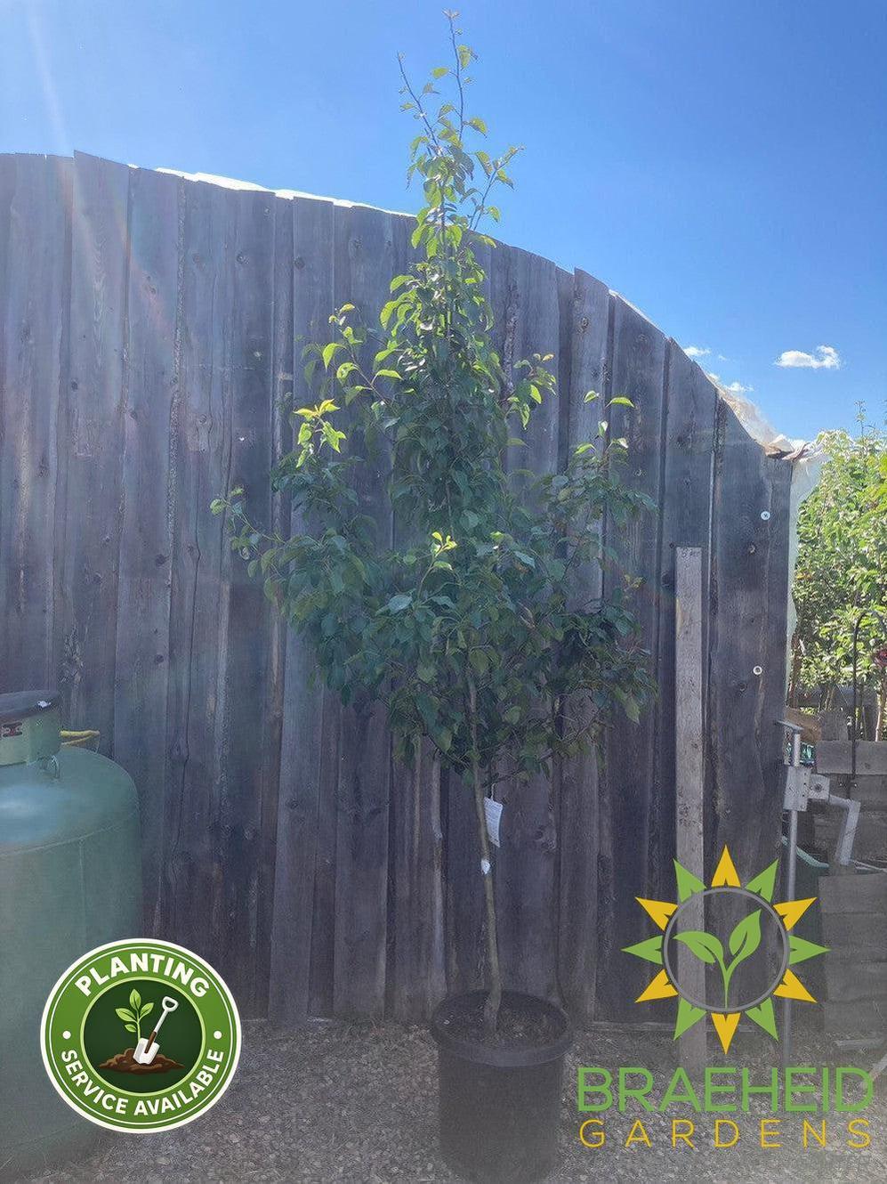 Early Gold Pear- Tree for sale, Grown in Grande Prairie -Braeheid Gardens Ltd. on Emerson Trail