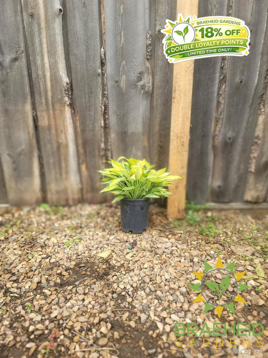 Hosta 'June' -NO SHIP -