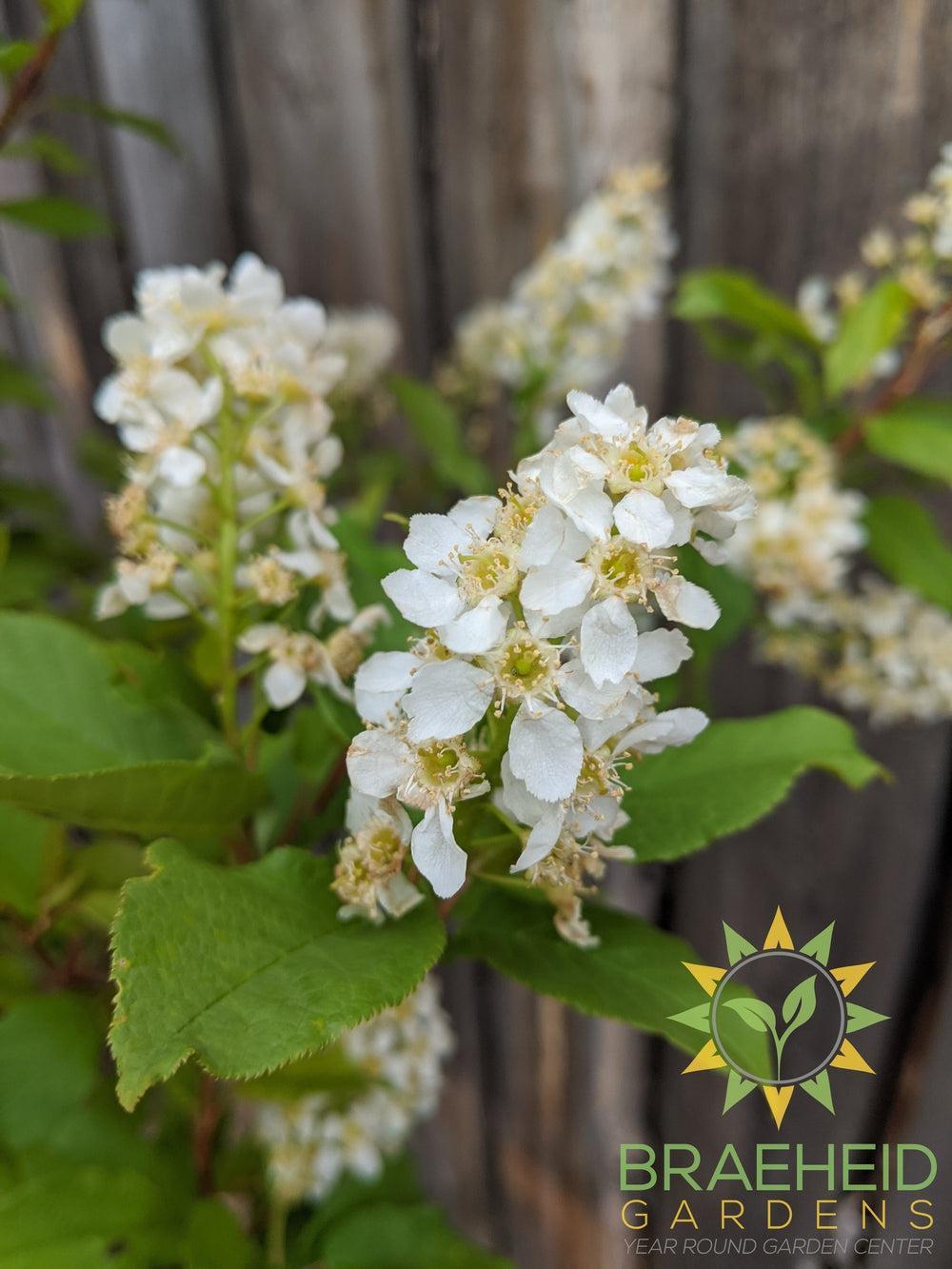 Advance Mayday- Tree for sale, Grown in Grande Prairie -Braeheid Gardens Ltd. on Emerson Trail