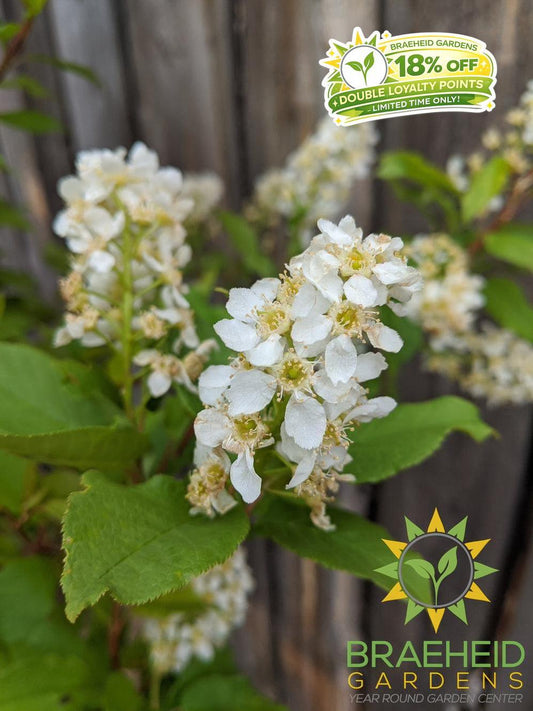 Advance Mayday- Tree for sale, Grown in Grande Prairie -Braeheid Gardens Ltd. on Emerson Trail