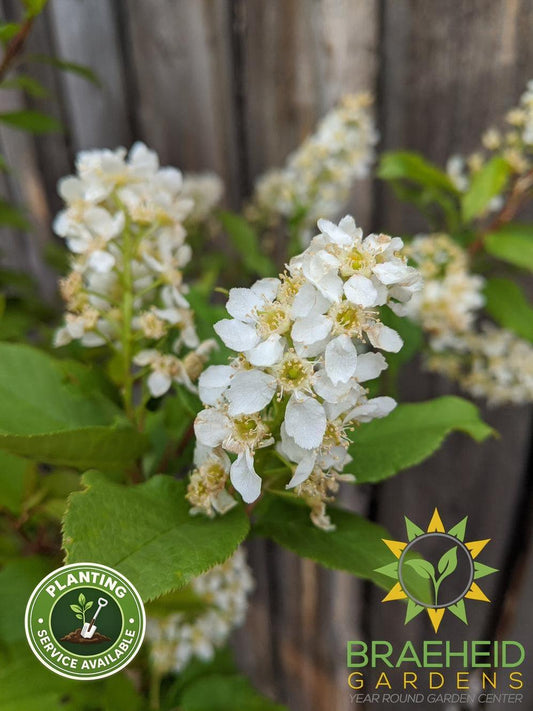 Advance Mayday- Tree for sale, Grown in Grande Prairie -Braeheid Gardens Ltd. on Emerson Trail