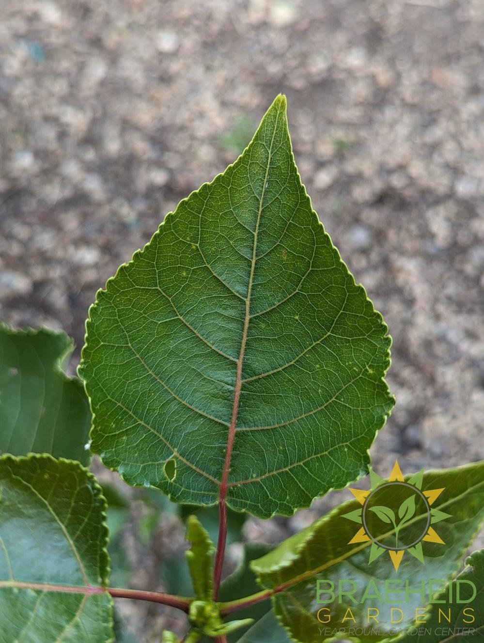 Okanese Poplar- Tree for sale, Grown in Grande Prairie -Braeheid Gardens Ltd. on Emerson Trail