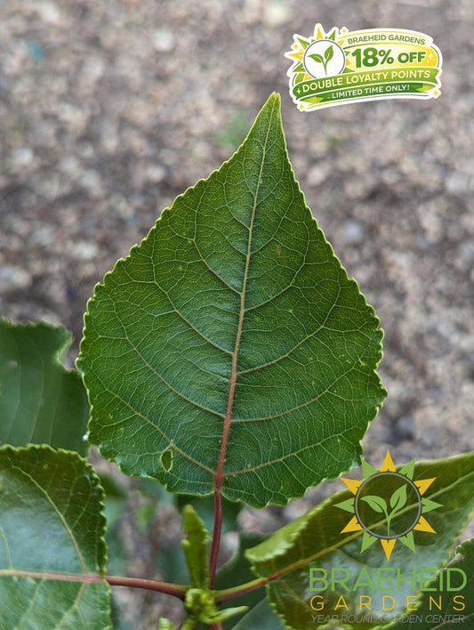 Okanese Poplar- Tree for sale, Grown in Grande Prairie -Braeheid Gardens Ltd. on Emerson Trail