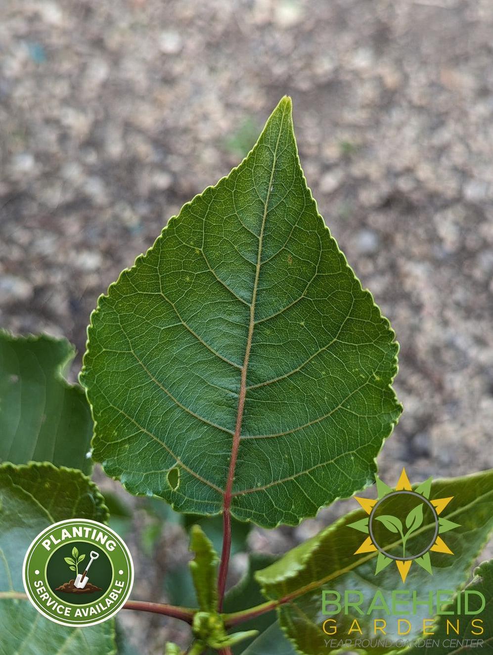Okanese Poplar- Tree for sale, Grown in Grande Prairie -Braeheid Gardens Ltd. on Emerson Trail