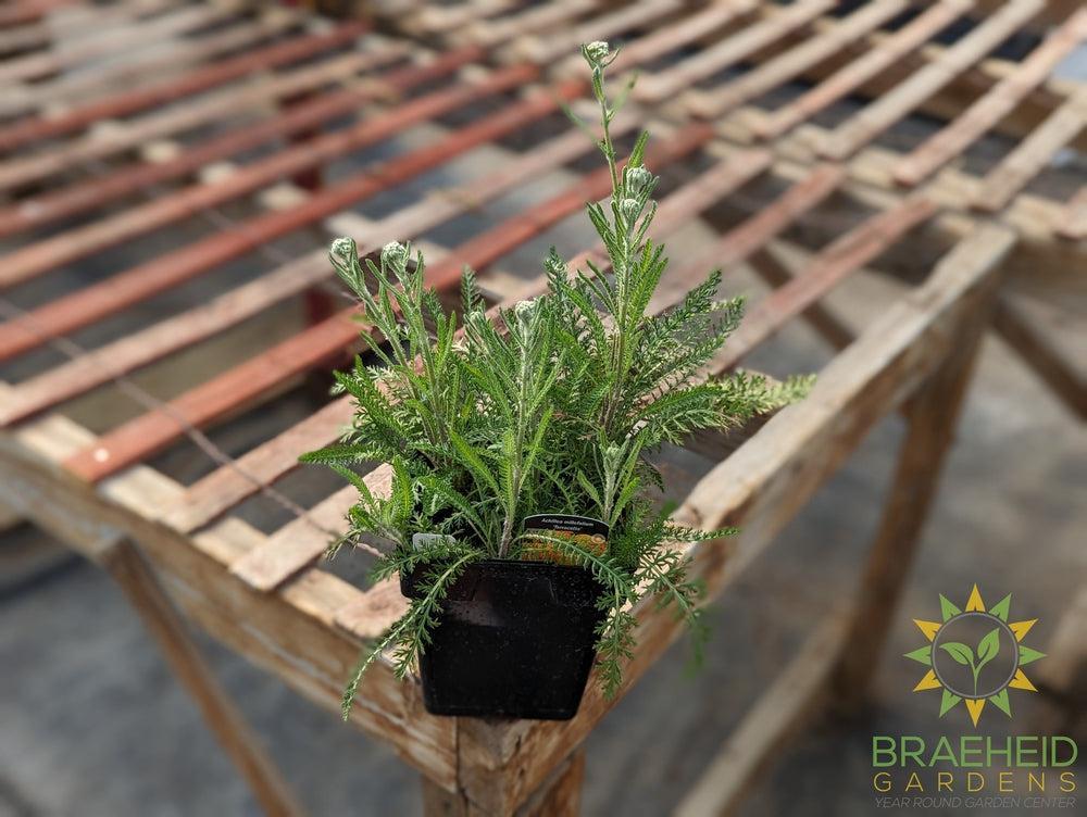 Yarrow Achillea Terracotta - NO SHIP -