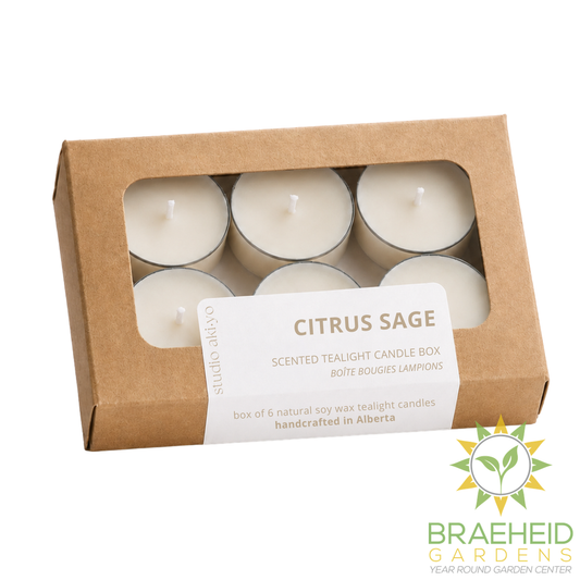 Citrus Sage Tealight Soy Candle Box of 6 | Clean Citrusy