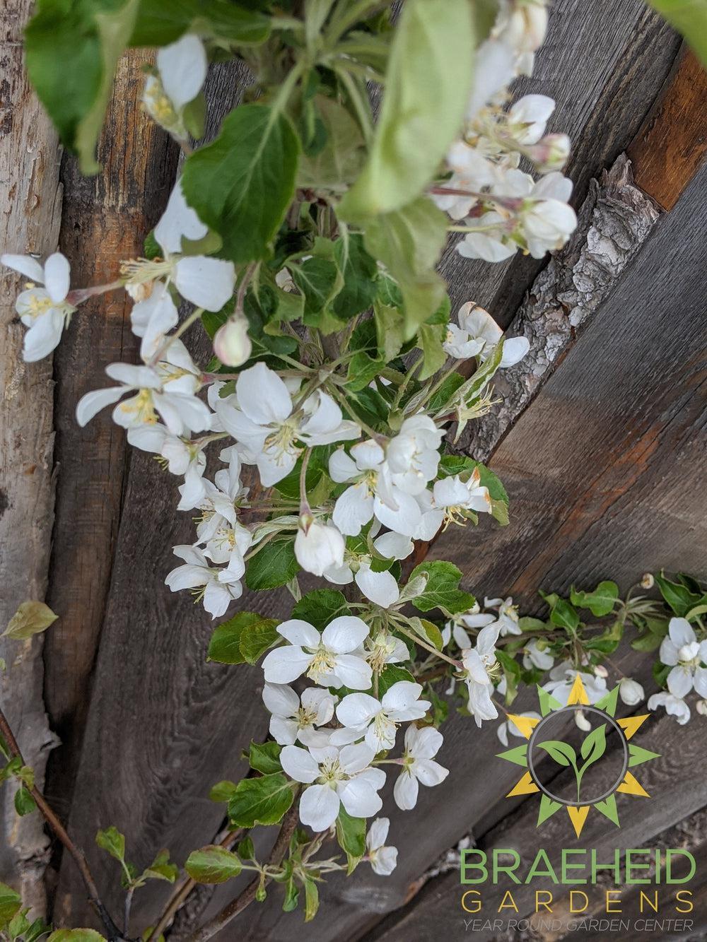 Rescue Crabapple- Tree for sale, Grown in Grande Prairie -Braeheid Gardens Ltd. on Emerson Trail