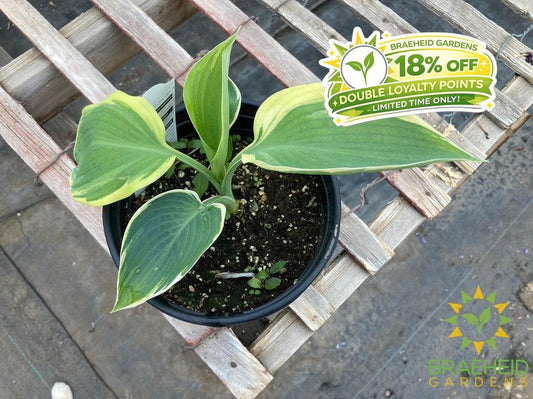 Hosta Orions Belt -NO SHIP -