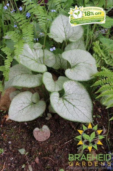 Looking Glass Brunnera