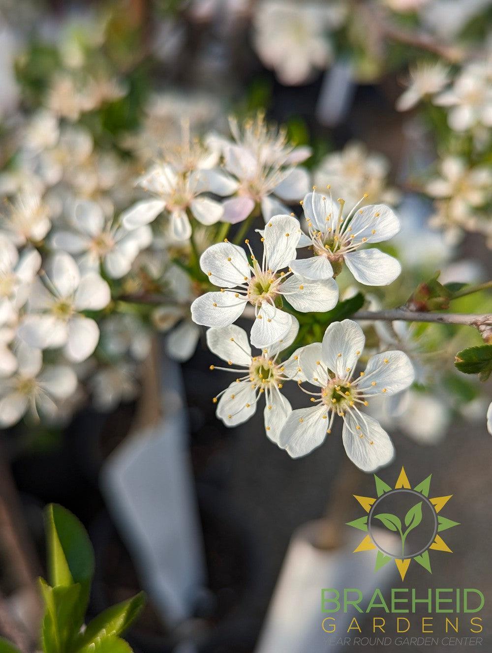 SK Carmine Jewel Cherry Tree- Tree for sale, Grown in Grande Prairie -Braeheid Gardens Ltd. on Emerson Trail