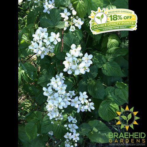 Buy Native Raspberry an Edible Shrub in Grande Prairie Alberta - Braeheid Gardens Ltd.