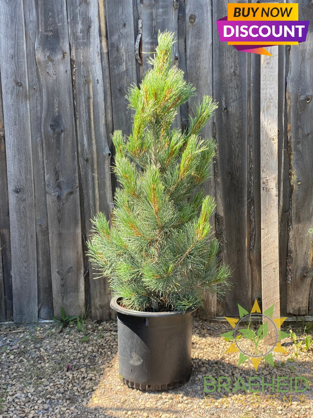 Blue Swiss Stone Pine – Braeheid Gardens Ltd.