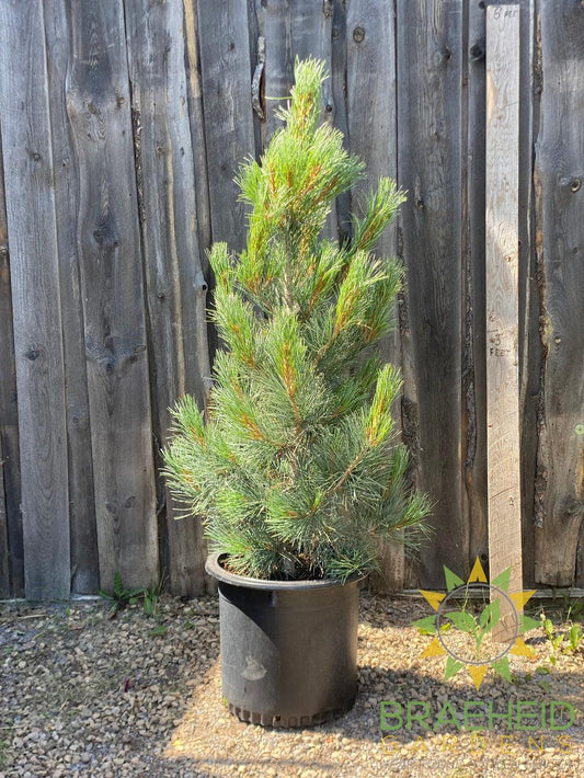 Blue Swiss Stone Pine- Tree for sale, Grown in Grande Prairie -Braeheid Gardens Ltd. on Emerson Trail