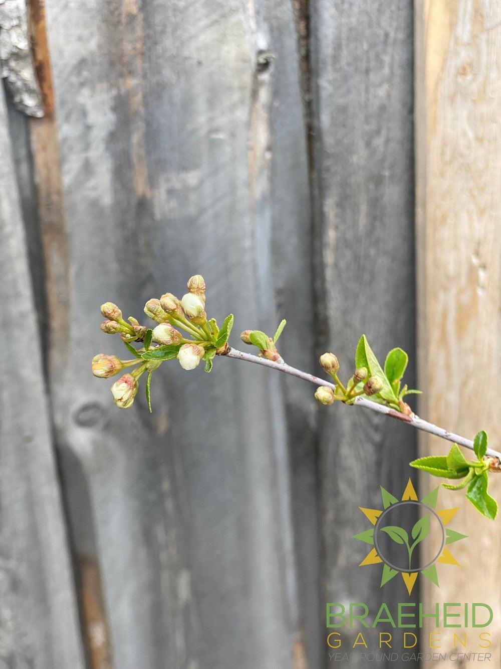 Valentine Cherry Tree- Tree for sale, Grown in Grande Prairie -Braeheid Gardens Ltd. on Emerson Trail