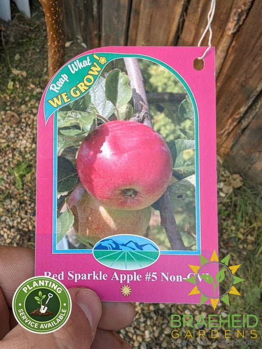 Red Sparkle Apple- Tree for sale, Grown in Grande Prairie -Braeheid Gardens Ltd. on Emerson Trail