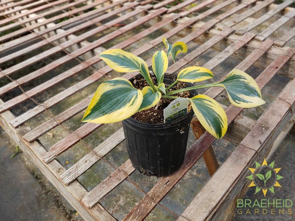 Hosta 'Ben Vernooy' -NO SHIP -