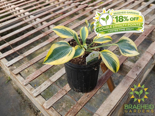 Hosta 'Ben Vernooy' -NO SHIP -