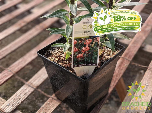 Lilium Tiger Lily 'Splendens' -NO SHIP-
