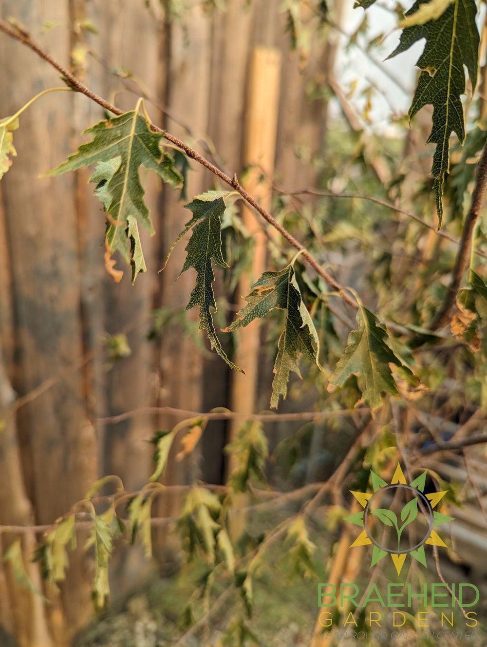 Weeping Cutleaf Birch- Tree for sale, Grown in Grande Prairie -Braeheid Gardens Ltd. on Emerson Trail