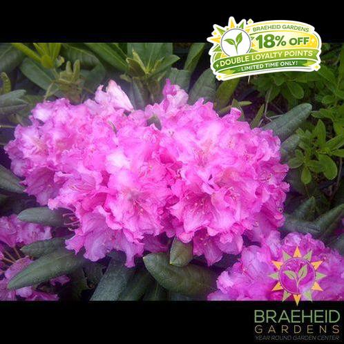 Haaga Rhododendron