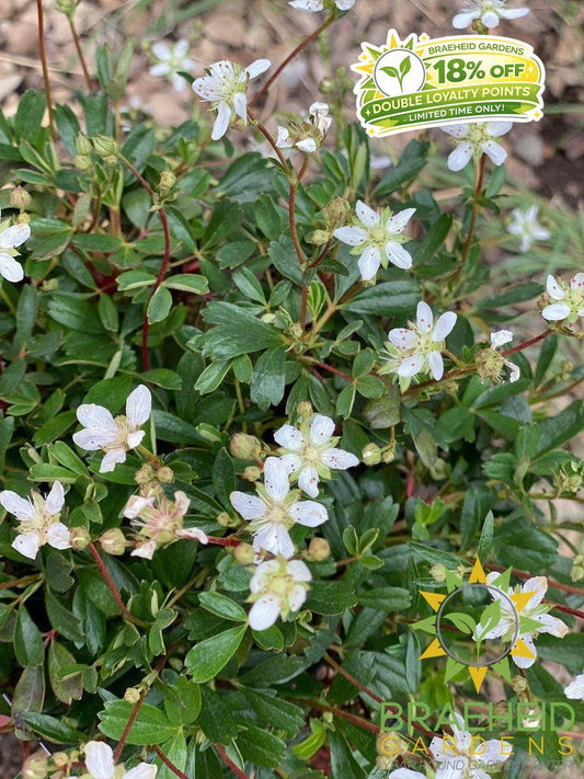 Nuuk Cinquefoil (Potentilla tridentata)