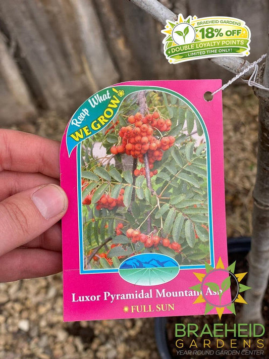 Luxor Pyramidal Mountain Ash- Tree for sale, Grown in Grande Prairie -Braeheid Gardens Ltd. on Emerson Trail