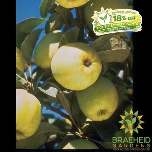 Heyer #12 Apple- Tree for sale, Grown in Grande Prairie -Braeheid Gardens Ltd. on Emerson Trail