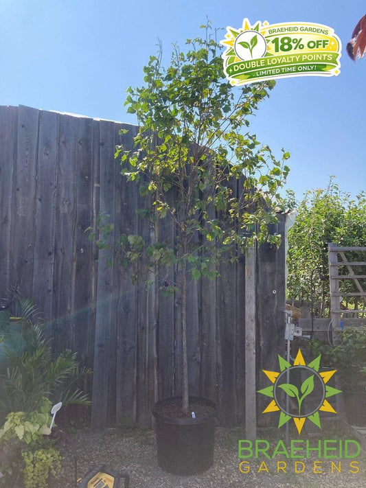 Japanese Tree Lilac- Tree for sale, Grown in Grande Prairie -Braeheid Gardens Ltd. on Emerson Trail