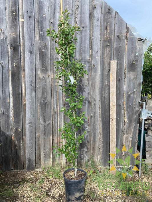 Tower Poplar- Tree for sale, Grown in Grande Prairie -Braeheid Gardens Ltd. on Emerson Trail