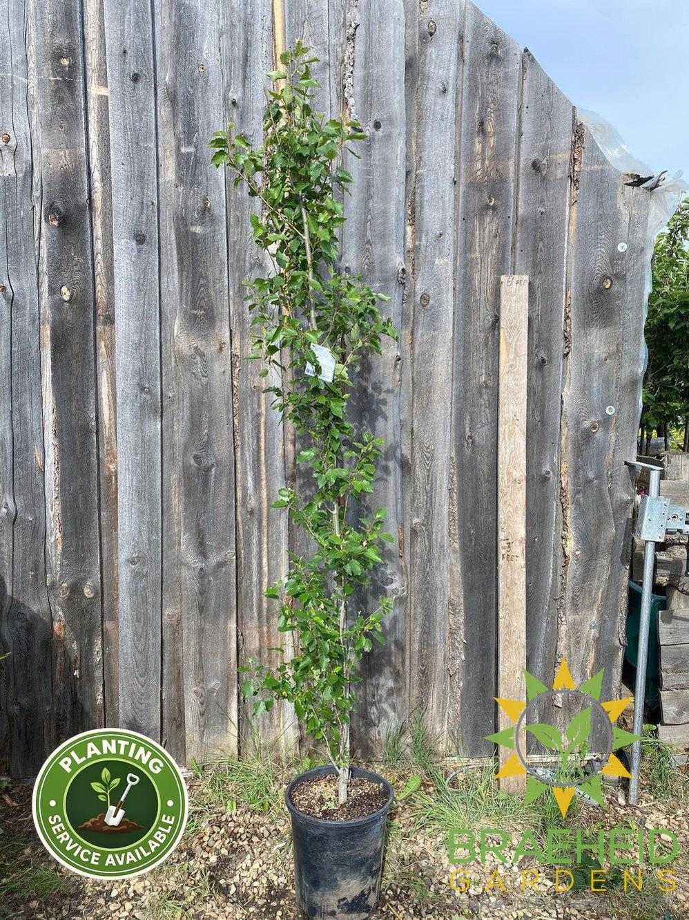 Tower Poplar- Tree for sale, Grown in Grande Prairie -Braeheid Gardens Ltd. on Emerson Trail