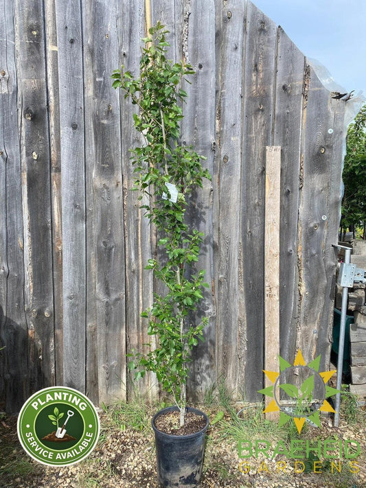 Tower Poplar- Tree for sale, Grown in Grande Prairie -Braeheid Gardens Ltd. on Emerson Trail